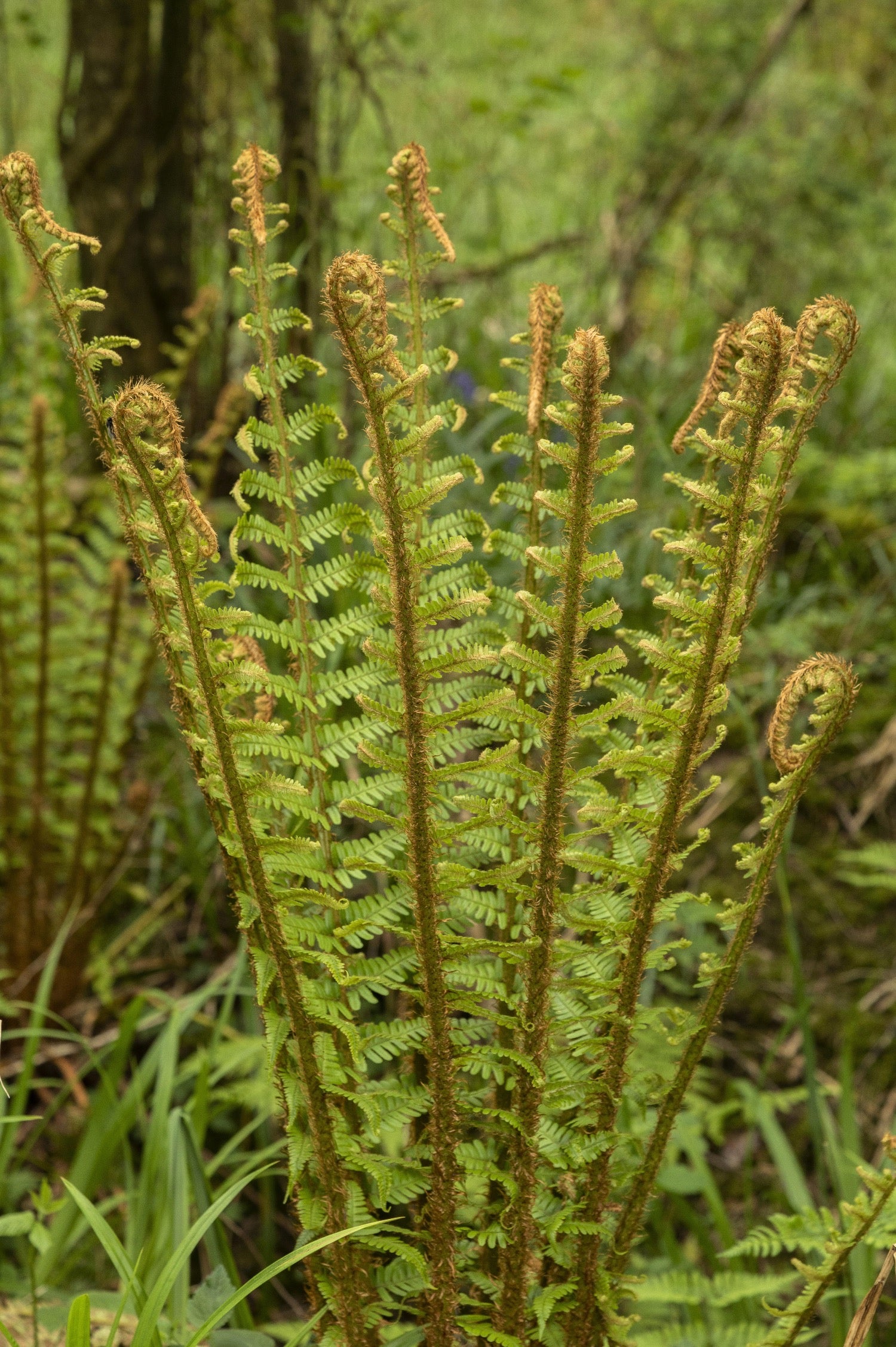 Miniatuur 1