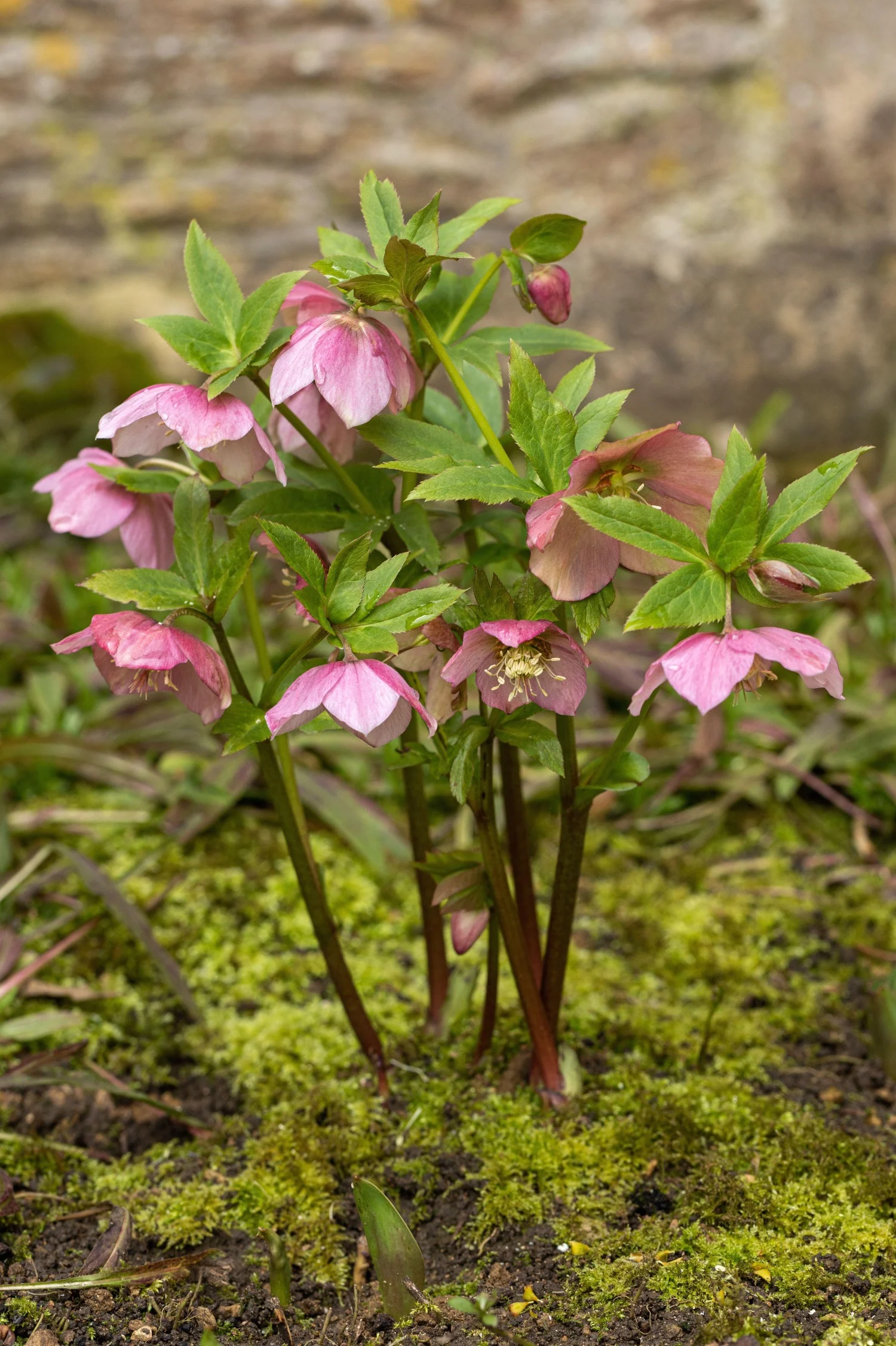 Miniatuur 1